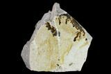 Dendrites On Limestone - Utah #134816-2